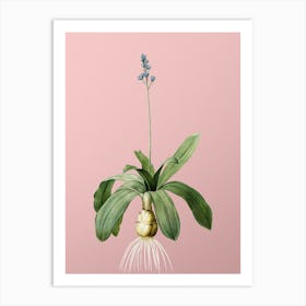 Vintage Scilla Lilio Hyacinthus Botanical on Soft Pink n.0970 Art Print