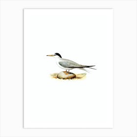 Vintage Little Tern Bird Illustration on Pure White n.0026 Art Print