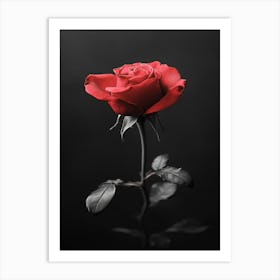 Black And Red Rose 3 Art Print