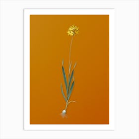 Vintage Orange Ixia Botanical on Sunset Orange n.0085 Art Print