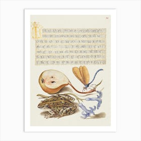Common Pear, Lake Demoiselle, Moor Frog, And Hyacinth From Mira Calligraphiae Monumenta, Joris Hoefnagel Art Print