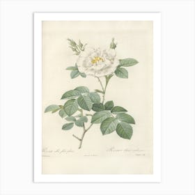 Rose Illustration, Pierre Joseph Redoute (13) 1 Art Print