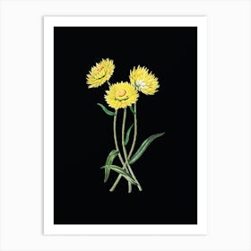 Vintage Helichrysum Flower Branch Botanical Illustration on Solid Black n.0227 Art Print