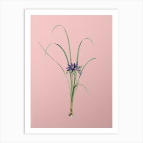 Vintage Grass Leaved Iris Botanical on Soft Pink n.0809 Art Print