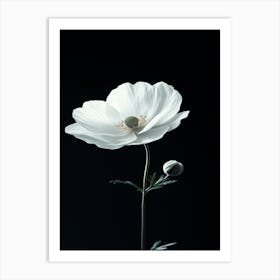 White Poppy Art Print