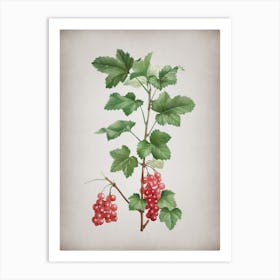 Vintage Redcurrant Plant Botanical on Parchment Art Print