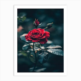 Red Rose 40 Art Print