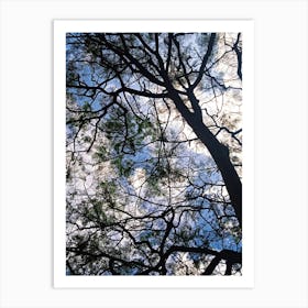 Tree from below Art Print