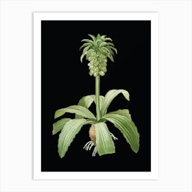 Vintage Eucomis Regia Botanical Illustration on Solid Black Art Print