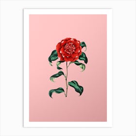Vintage Mr. Reeves's Crimson Camellia Botanical on Soft Pink n.0361 Art Print