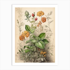 Botanical Illustration Of Flowers Art Print