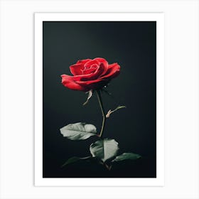 Single Red Rose 5 Art Print