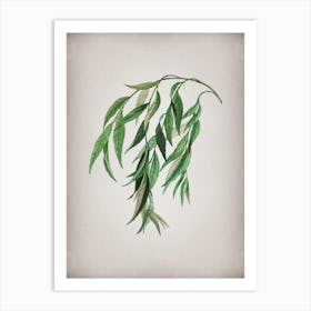 Vintage Babylon Willow Botanical on Parchment Art Print