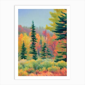 Concolor Fir Tree Watercolour 2 Art Print