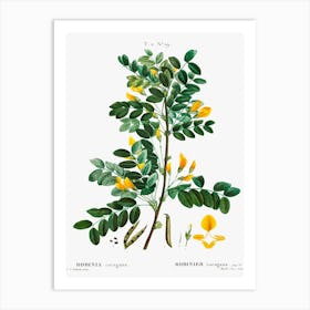 Siberian Pea Tree, Pierre Joseph Redoute Art Print