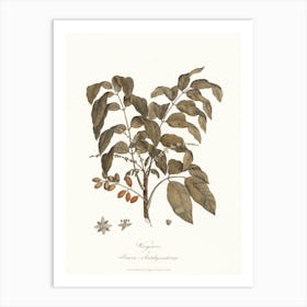 Wooginoos Or Bruces Antidysenterica, James Heath Art Print