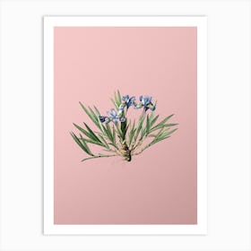 Vintage Dwarf Crested Iris Botanical on Soft Pink Art Print