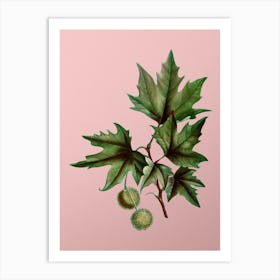 Vintage Old World Sycamore Botanical on Soft Pink n.0819 Art Print