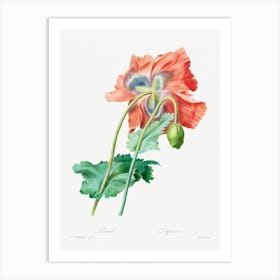 Poppy, Pierre Joseph Redouté Art Print