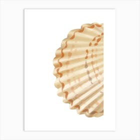 Colored seashells. Seashells. Summer.7 Art Print