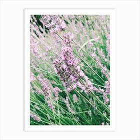 Lavender In The South Of France Art Print