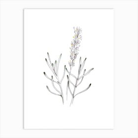 Delicate Lavender Illustration Art Print