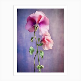 Sweet Peas Art Print