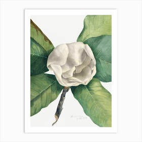 Vintage Botanical Mary Vaux Walcott _2732422 Art Print