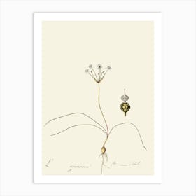 Beetle Art Print