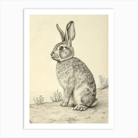 Netherland Dwarf Rabbit Drawing 1 Art Print