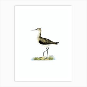 Vintage Greenshank Bird Illustration on Pure White Art Print