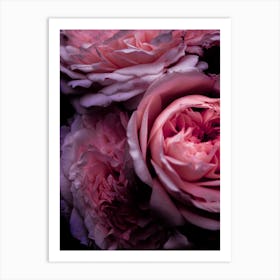 Pink Roses 1 Art Print