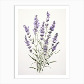 Lavender Flower Vintage Botanical 2 Art Print