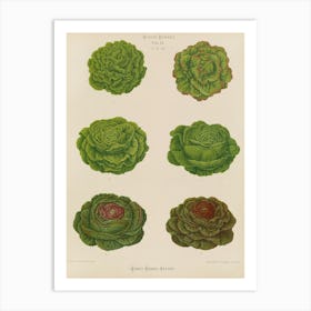 Cabbages Art Print