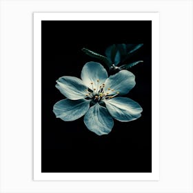 Blue Flower 5 Art Print