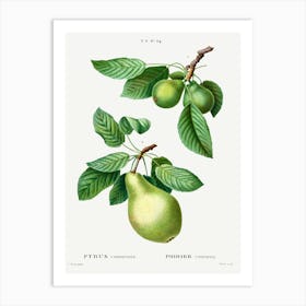 Pear, Pierre Joseph Redoute Art Print