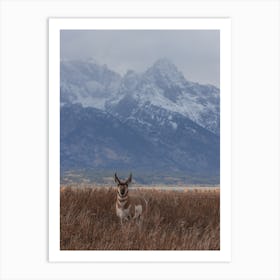 Antelope In Wyoming Art Print