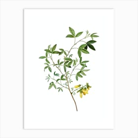Vintage Stinking Bean Trefoil Botanical Illustration on Pure White Art Print