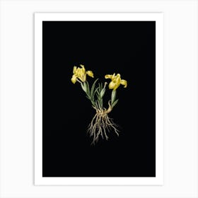 Vintage Sand Iris Botanical Illustration on Solid Black n.0575 Art Print