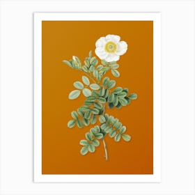 Vintage Macartney Rose Botanical on Sunset Orange n.0796 Art Print