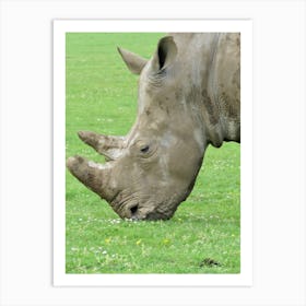 Rhinoceros Grazing Rhino Art Print