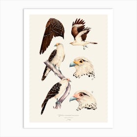 Yellow Headed Caracara Poster Art Print