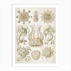 Vintage Haeckel 3 Tafel 16 Spangenquallen Art Print