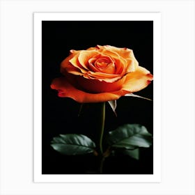 Orange Rose 14 Art Print