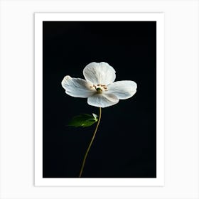 White Flower On A Black Background Art Print