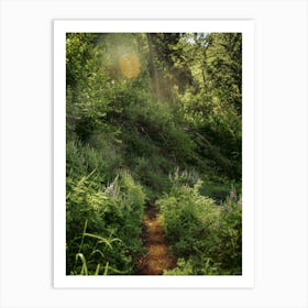 Sunny Trails Art Print