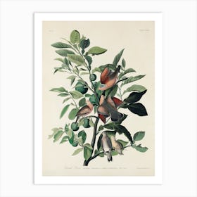 Ground Dove, Birds Of America, John James Audubon Art Print