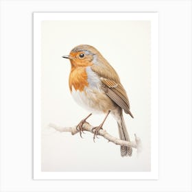 Vintage Bird Drawing European Robin 1 Art Print