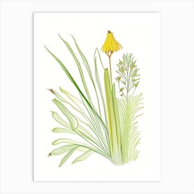 Lemongrass Spices And Herbs Pencil Illustration 1 Art Print