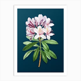 Vintage Common Rhododendron Botanical Art on Teal Blue n.0868 Art Print